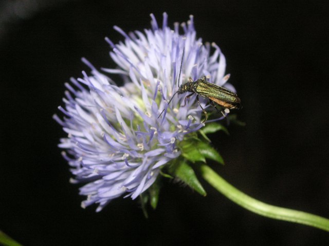 scarab.JPG