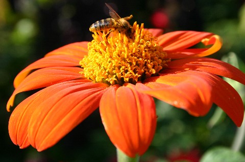 Abeille sur ... ?