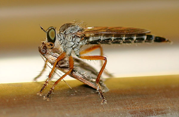 asile-mite.jpg
