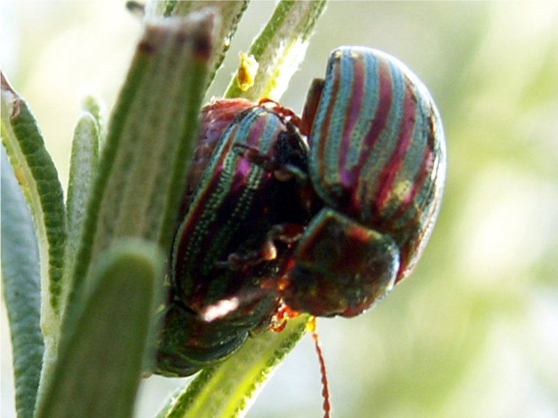 bugzz.JPG