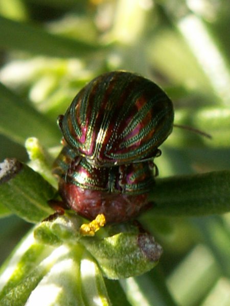 bugz.JPG