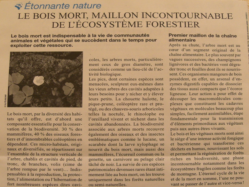 boismort1cc9r2.jpg