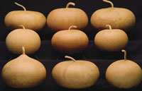 Gourds-Canteen.jpg