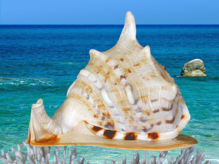 oreille d'éléphant.jpg