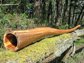 Cascara Didj 2.10m !!!