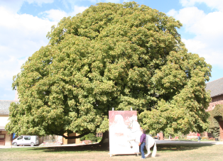 le marronnier du cheval