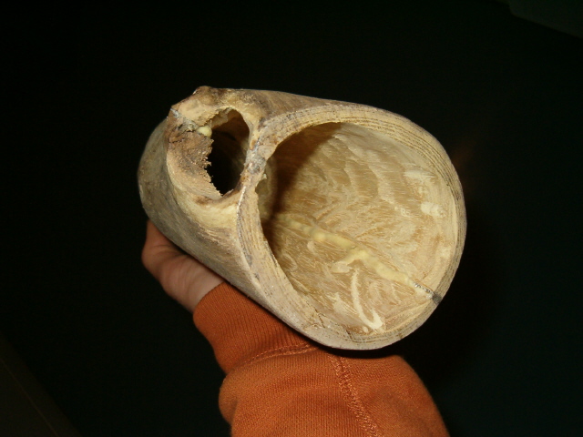 la sortie freestyle....