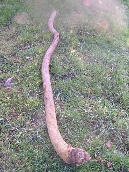 ca c'est le futur sandDidge en entier