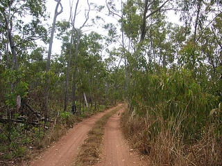 Arnhem Cap pff 7km en 45min on avance pas sur c'est autoroute.....par contre on est au milieu d'une foret de yidaki.........