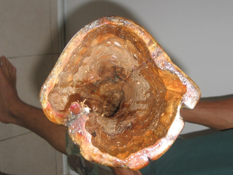 En partant de la gauche : deux en cade, le jaune et le gros cade.