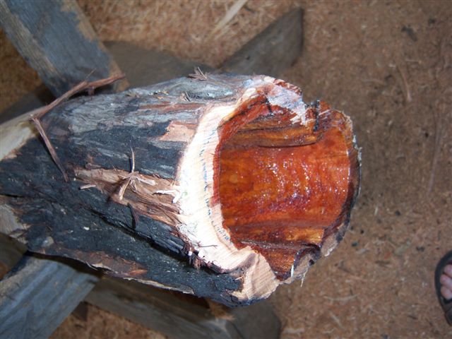 DO pavillon brutbis.jpg